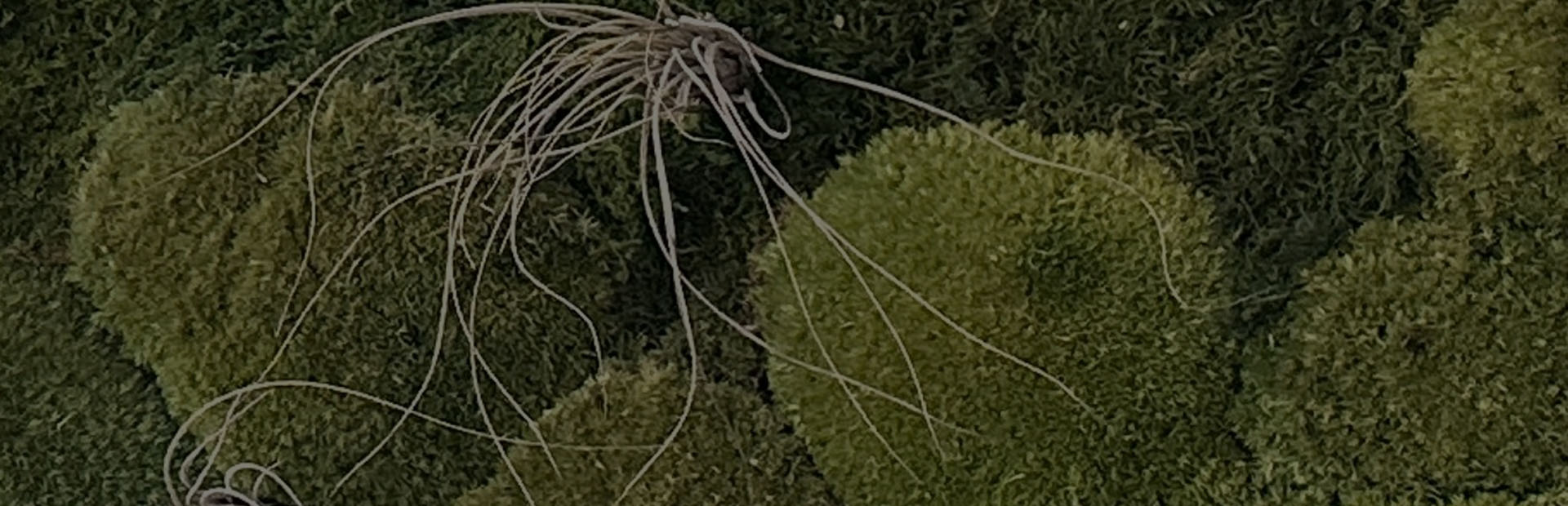 Title Image